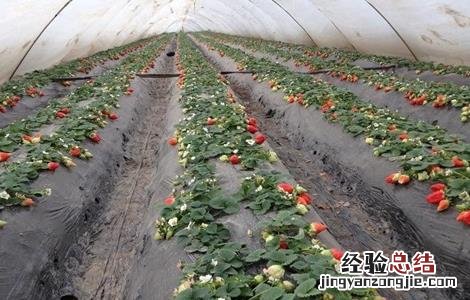 草莓种植覆膜 草莓覆膜防寒技术