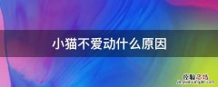 小猫不爱动什么原因 小猫不爱动是怎么回事