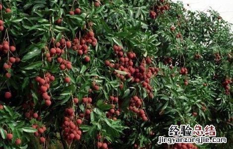 荔枝的生长过程简介 荔枝的生长过程