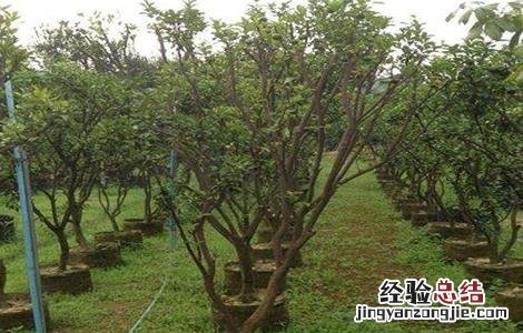 荔枝的生长过程简介 荔枝的生长过程