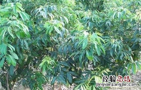 荔枝的生长过程简介 荔枝的生长过程