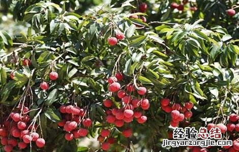 荔枝的生长过程简介 荔枝的生长过程