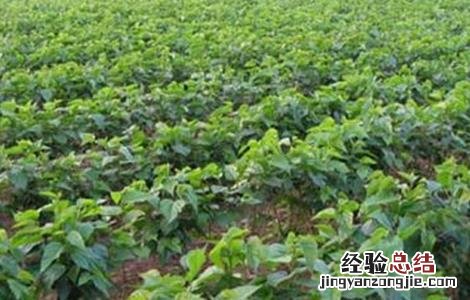 桑葚树修剪技术 桑葚树修剪技术视频教程