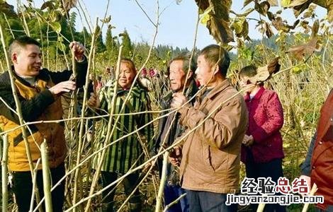 桑葚树修剪技术 桑葚树修剪技术视频教程
