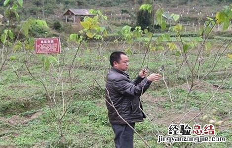 桑葚树修剪技术 桑葚树修剪技术视频教程