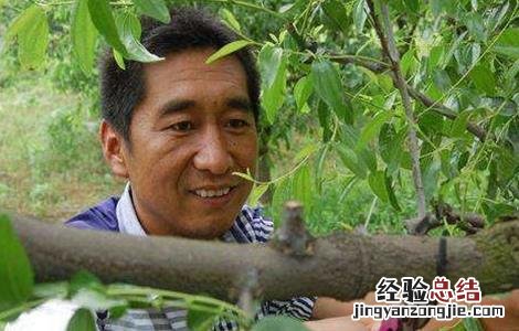 核桃环剥时间和方法 核桃什么时候环剥皮好