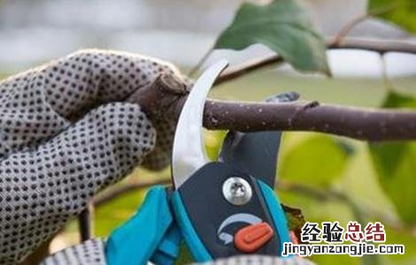 核桃环剥时间和方法 核桃什么时候环剥皮好