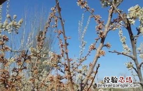 果树二次开花的原因 果树秋季开返花原因及解决方法