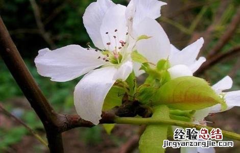 果树二次开花的原因 果树秋季开返花原因及解决方法