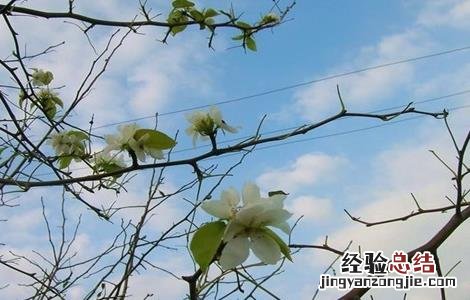 果树二次开花的原因 果树秋季开返花原因及解决方法