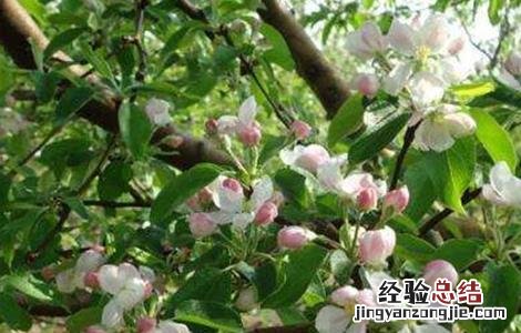 果树二次开花的原因 果树秋季开返花原因及解决方法