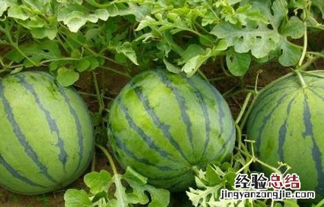 西瓜藤蔓如何管理 西瓜藤蔓如何管理视频