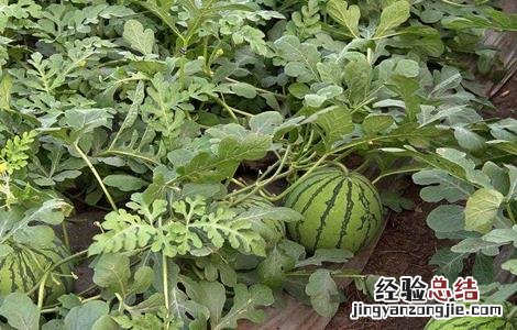 西瓜藤蔓如何管理 西瓜藤蔓如何管理视频