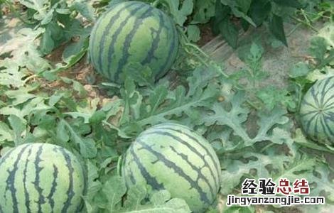 西瓜藤蔓如何管理 西瓜藤蔓如何管理视频