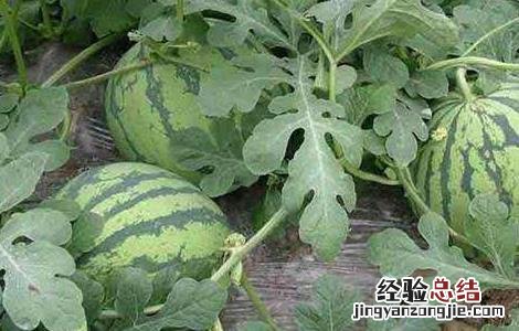 西瓜藤蔓如何管理 西瓜藤蔓如何管理视频