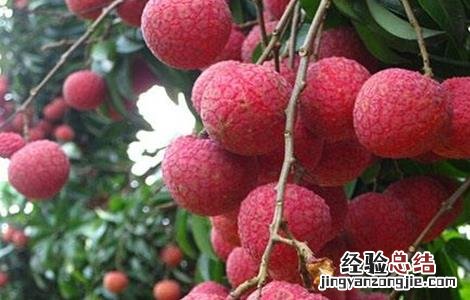 荔枝贮运保鲜技术新进展 荔枝的贮运保鲜技术
