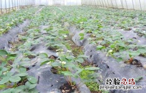 草莓苗期肥害该怎么解决视频 草莓苗期肥害该怎么解决