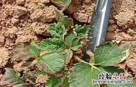 草莓苗期肥害该怎么解决视频 草莓苗期肥害该怎么解决