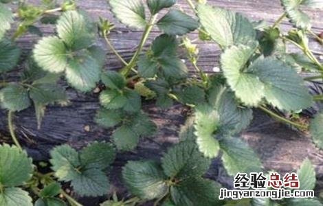 草莓苗期肥害该怎么解决视频 草莓苗期肥害该怎么解决