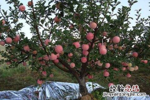 苹果树怎么拉枝什么时候拉枝好 苹果树拉枝时间是什么时候