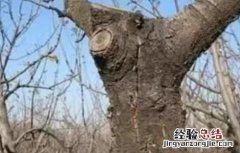 苹果树冻害怎么办 苹果树冻死