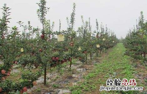 苹果树冻害怎么办 苹果树冻死