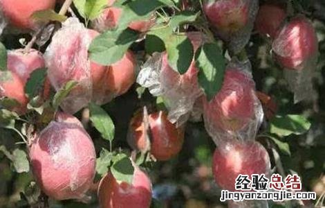 苹果个小什么原因 苹果个头小的原因