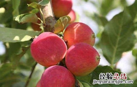 苹果个小什么原因 苹果个头小的原因