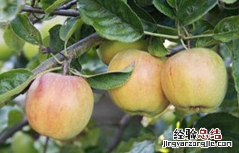 苹果摘袋后不着色是什么原因 苹果脱袋后不上色怎么办