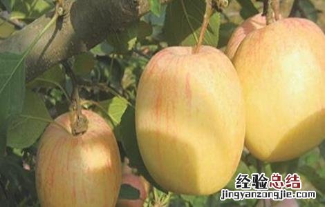 苹果摘袋后不着色是什么原因 苹果脱袋后不上色怎么办