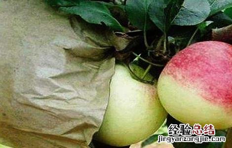 苹果摘袋后不着色是什么原因 苹果脱袋后不上色怎么办