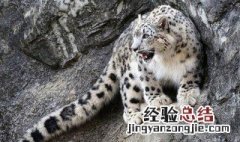 雪豹领地面积 雪豹标记领地的方式