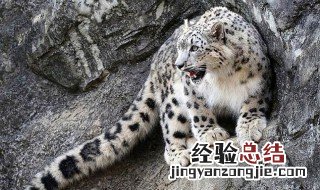 雪豹领地面积 雪豹标记领地的方式
