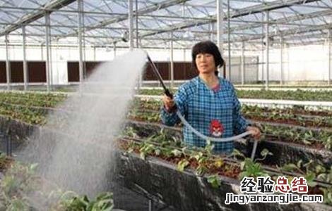 大棚草莓死苗原因及解决方法图 大棚草莓死苗原因及解决方法