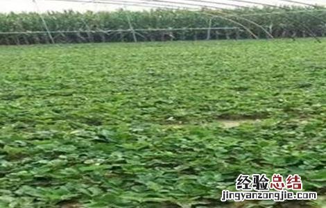 大棚草莓死苗原因及解决方法图 大棚草莓死苗原因及解决方法