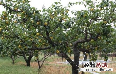 干旱时如何给果树浇水 干旱时果树如何管理