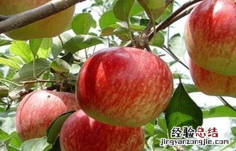 干旱时如何给果树浇水 干旱时果树如何管理