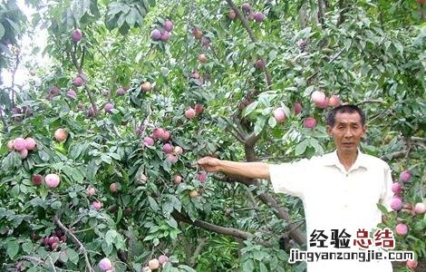 干旱时如何给果树浇水 干旱时果树如何管理