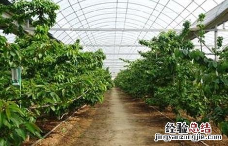 温室大棚樱桃如何管理温度高低 温室大棚樱桃如何管理温度