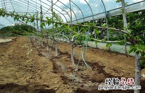 温室大棚樱桃如何管理温度高低 温室大棚樱桃如何管理温度