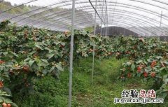 温室大棚樱桃如何管理温度高低 温室大棚樱桃如何管理温度