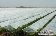 葡萄避雨栽培技术 葡萄避雨栽培技术的优势有