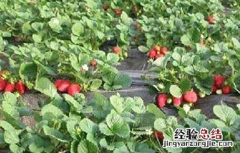 大棚草莓如何管理温湿度 草莓大棚温湿度控制
