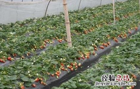 大棚草莓如何管理温湿度 草莓大棚温湿度控制