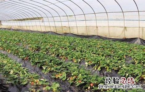 大棚草莓如何管理温湿度 草莓大棚温湿度控制