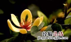 桂花树的风水禁忌 桂花树的风水禁忌大门外两边种什么树