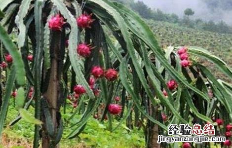 火龙果搭架种植的作用 火龙果种植怎么样搭架