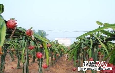 火龙果搭架方法 火龙果搭架方法图解