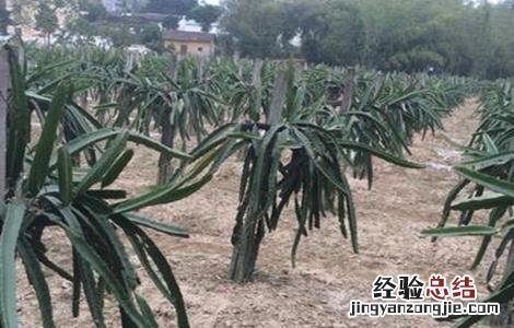 火龙果搭架方法 火龙果搭架方法图解