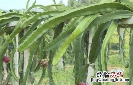 火龙果搭架方法 火龙果搭架方法图解